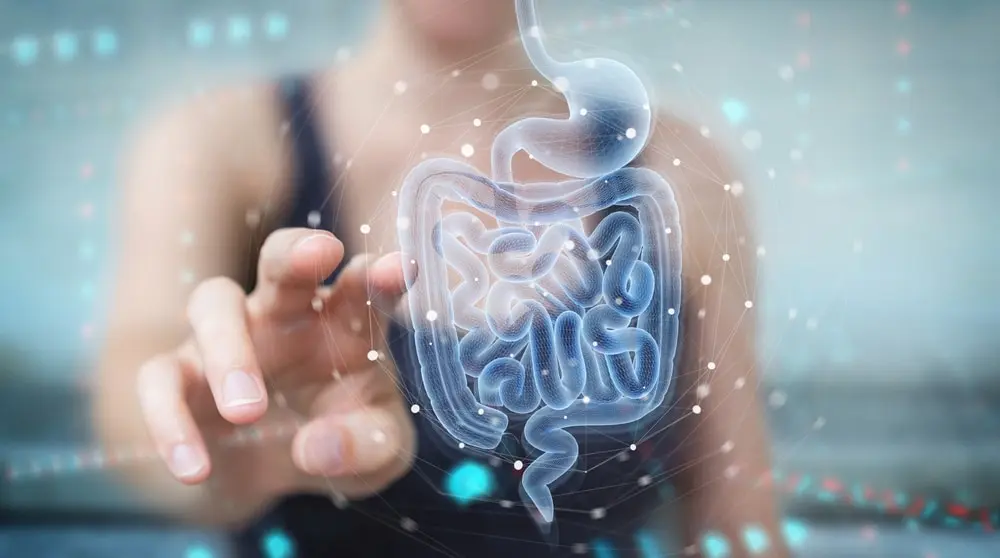 Digestion The Gut-Spine Connection