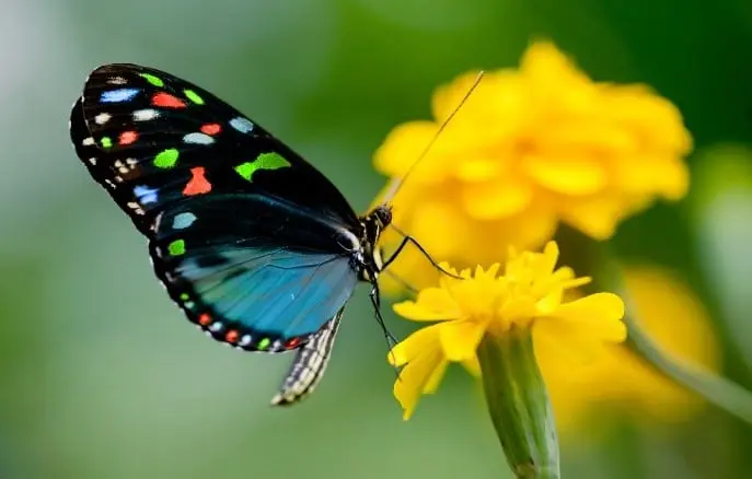 butterfly