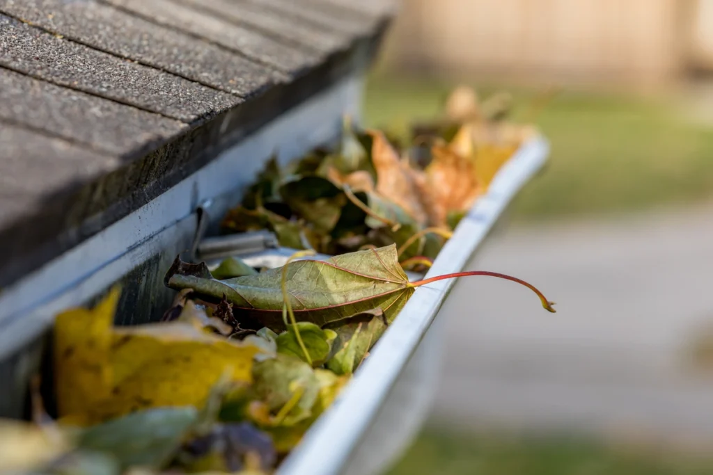 Leaves in gutter