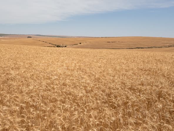 De Hoop AS 2022_091