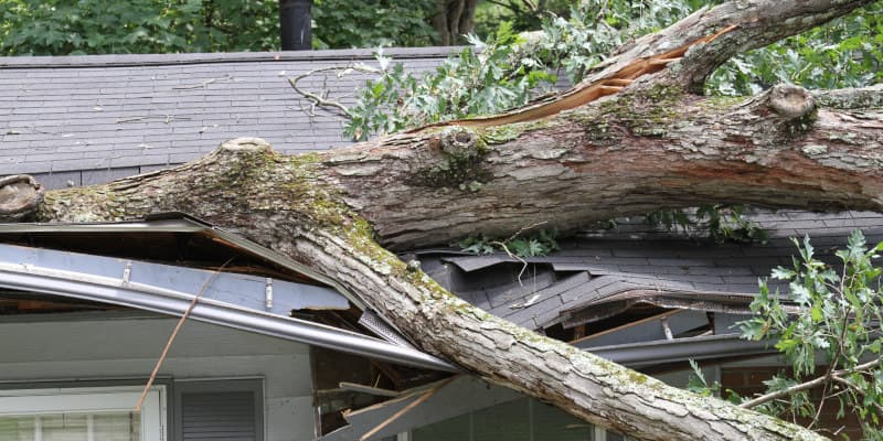 Tree fallen on damaged roof, illustrating hurricane damage to residential property, relevant to Santex Public Adjusters' services for insurance claims.