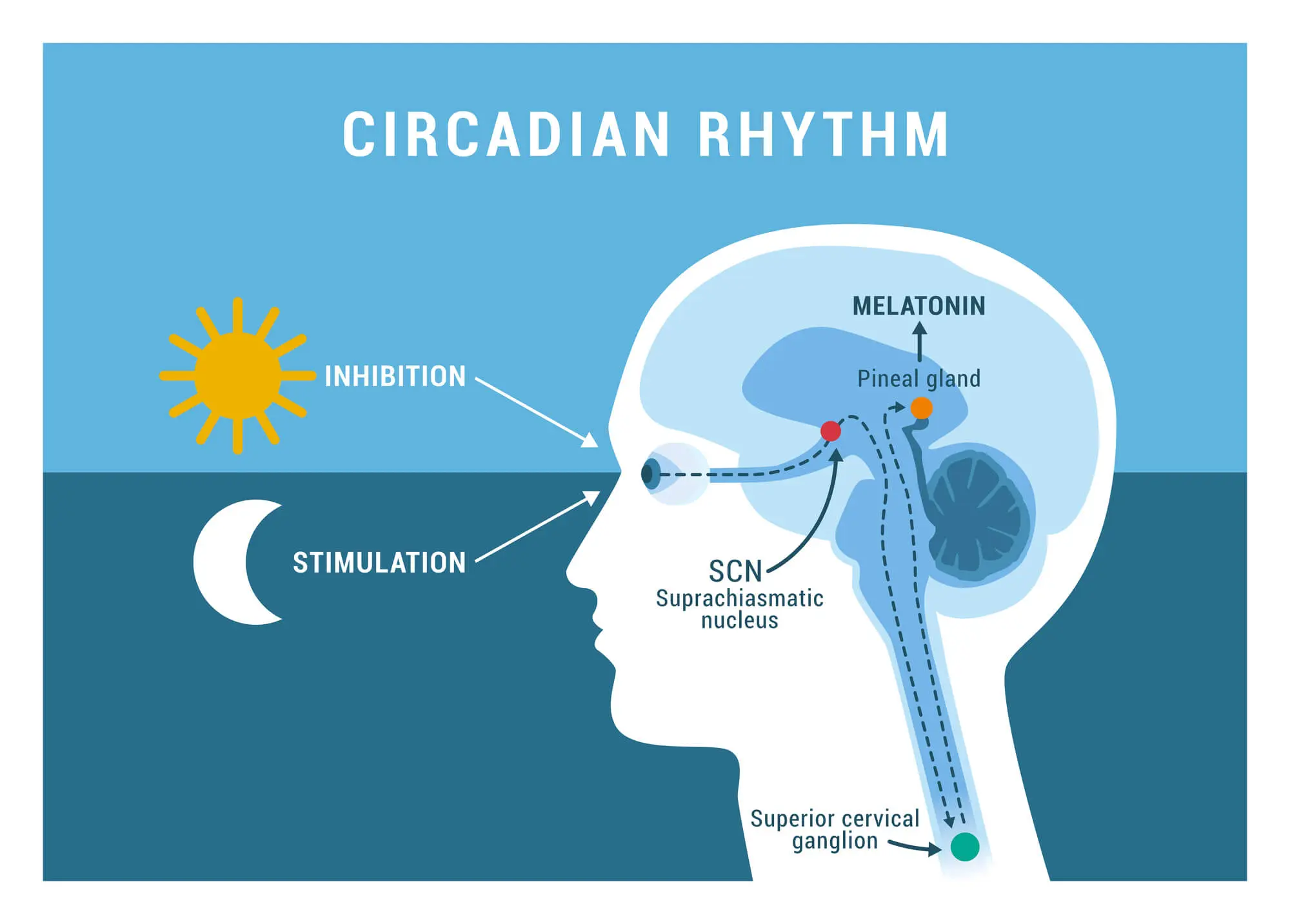 Improving Circadian Rhythm for Weight Loss in Palm Beach Gardens